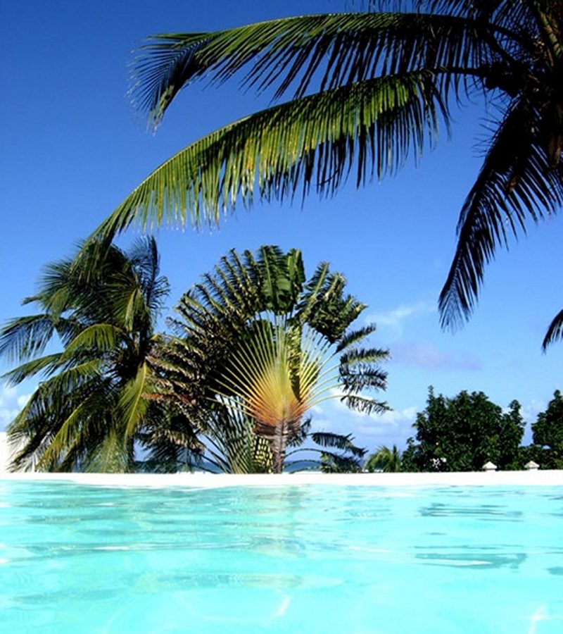 10R - piscine et cocotier - up