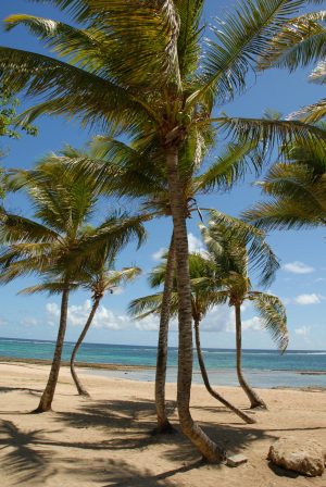 24R - Plage des dauphins