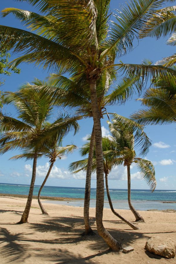 24R - Plage des dauphins